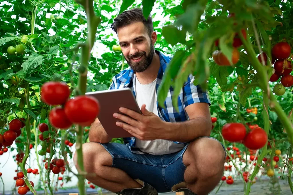 Agricultor usando tablet para gestión de cultivo de tomates en invernadero.