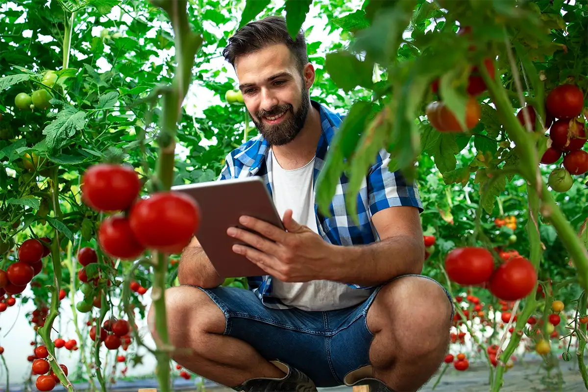 Agricultor usando tablet para gestión de cultivo de tomates en invernadero.
